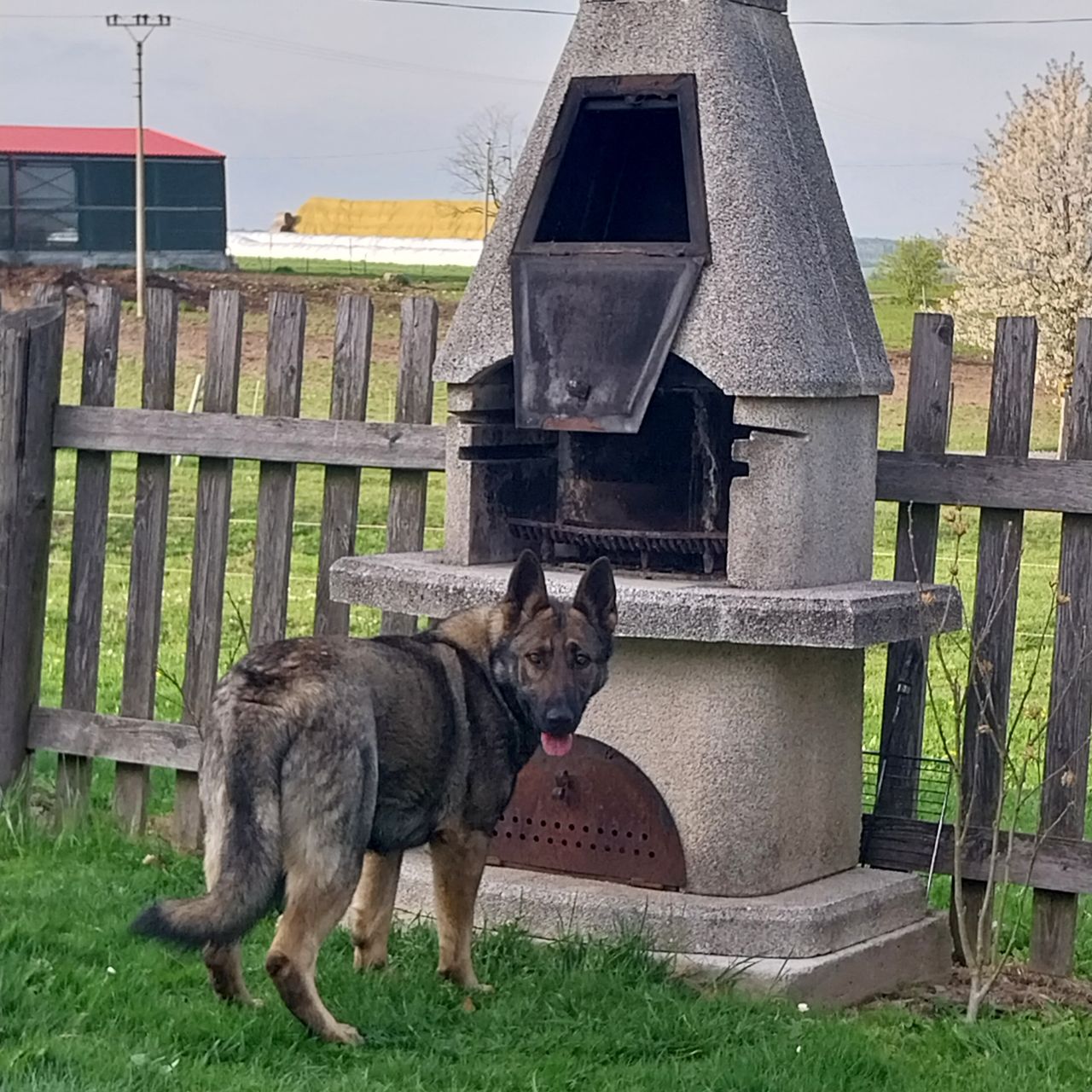 Soutěžní fotografie - Kima,  Německý ovčák