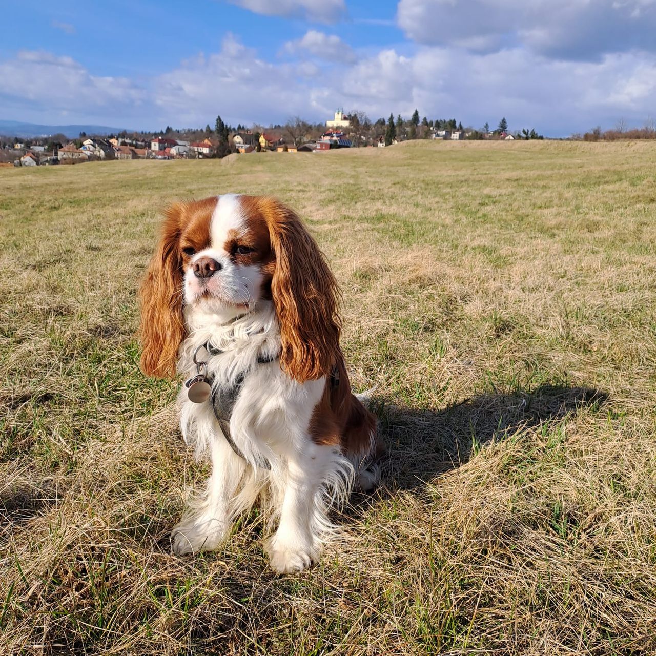 Soutěžní fotografie - Ben,  Kavalír King Charles španěl