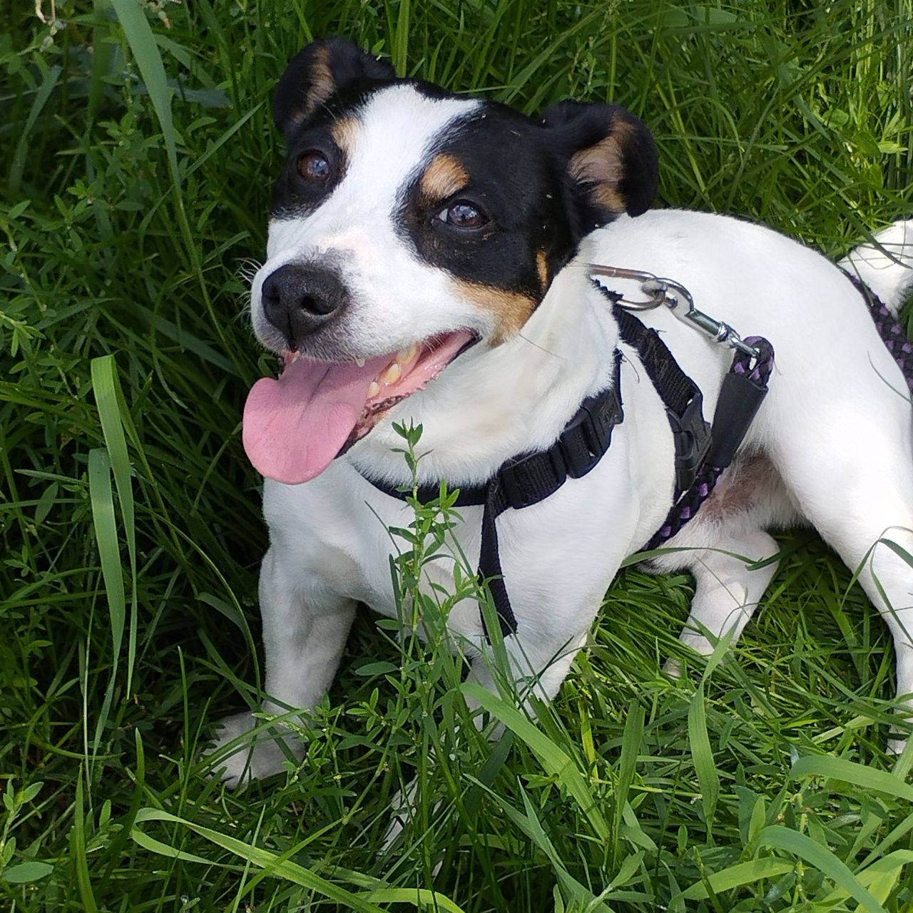 Soutěžní fotografie - Samík,  Jack Russell Teriér