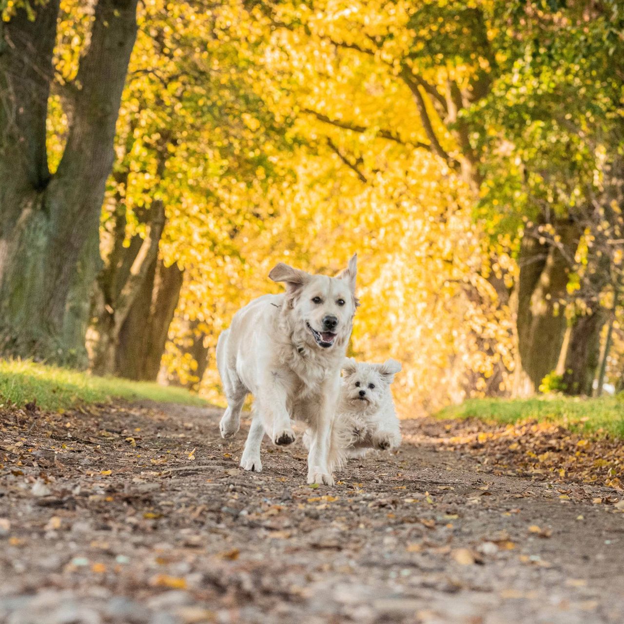 Soutěžní fotografie - Amálka,  Zlatý retriever