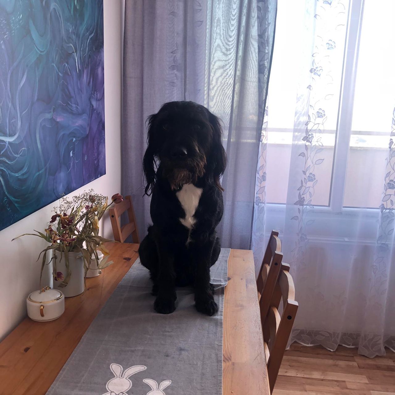 Soutěžní fotografie - Jimmy,  Ostatní