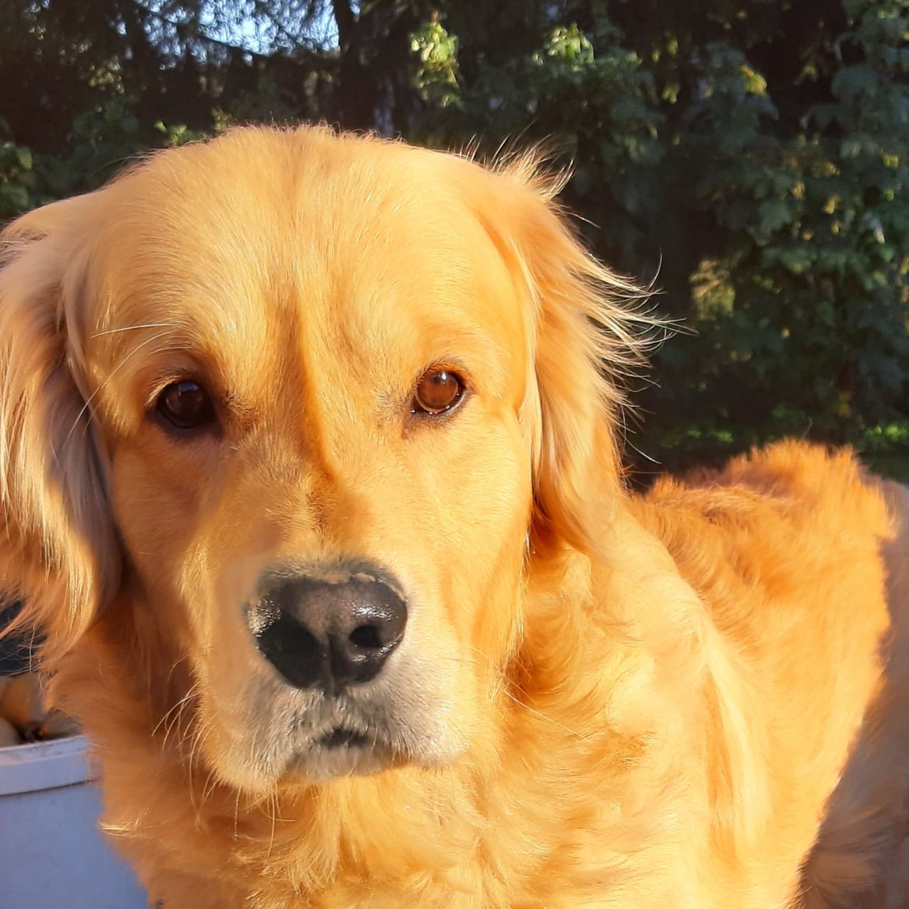 Soutěžní fotografie - Goldie,  Zlatý retriever