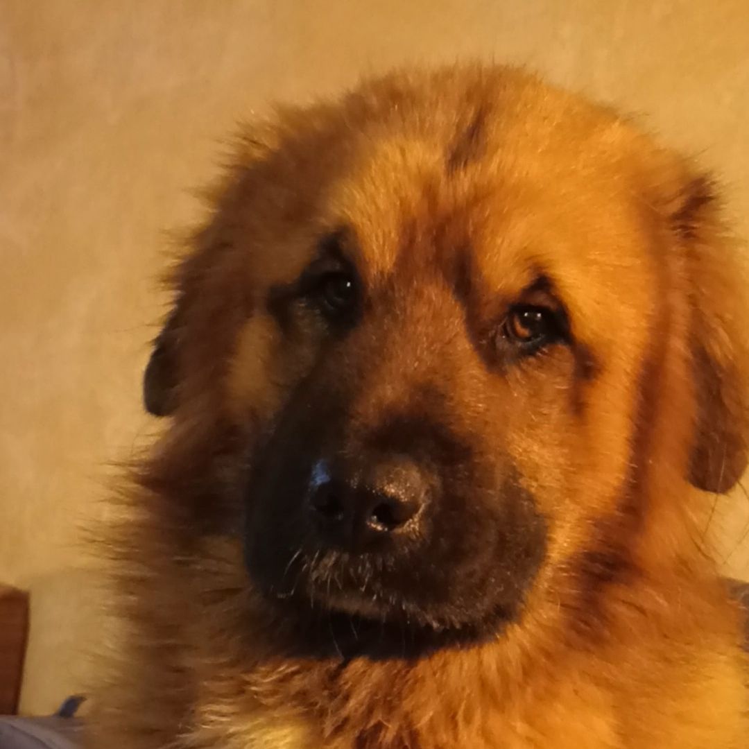 Soutěžní fotografie - Doddy,  Kavkazský pastevecký pes