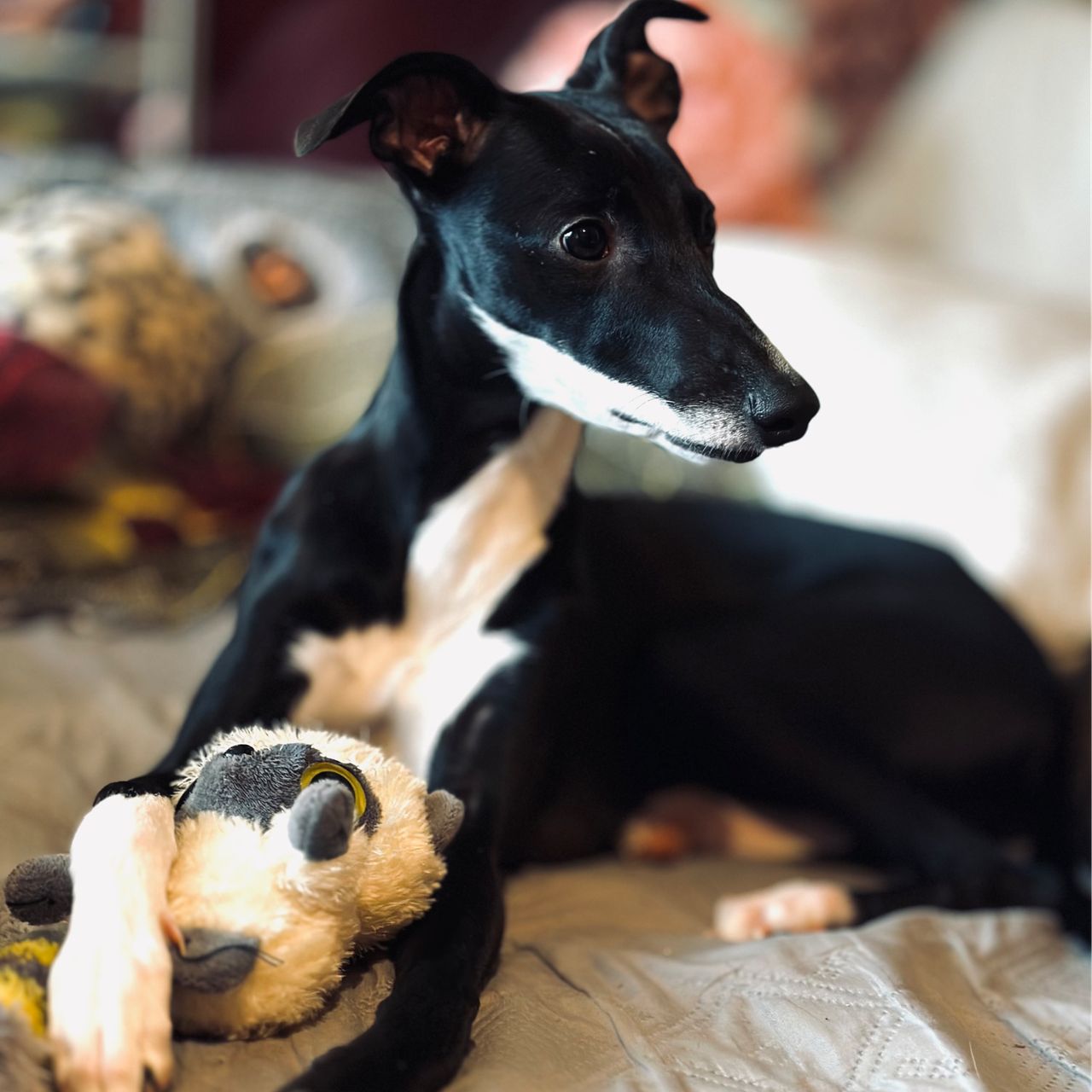 Soutěžní fotografie - Art,  Whippet