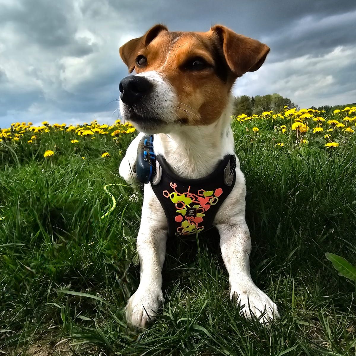 Soutěžní fotografie - Jasmínka,  Jack Russell Teriér