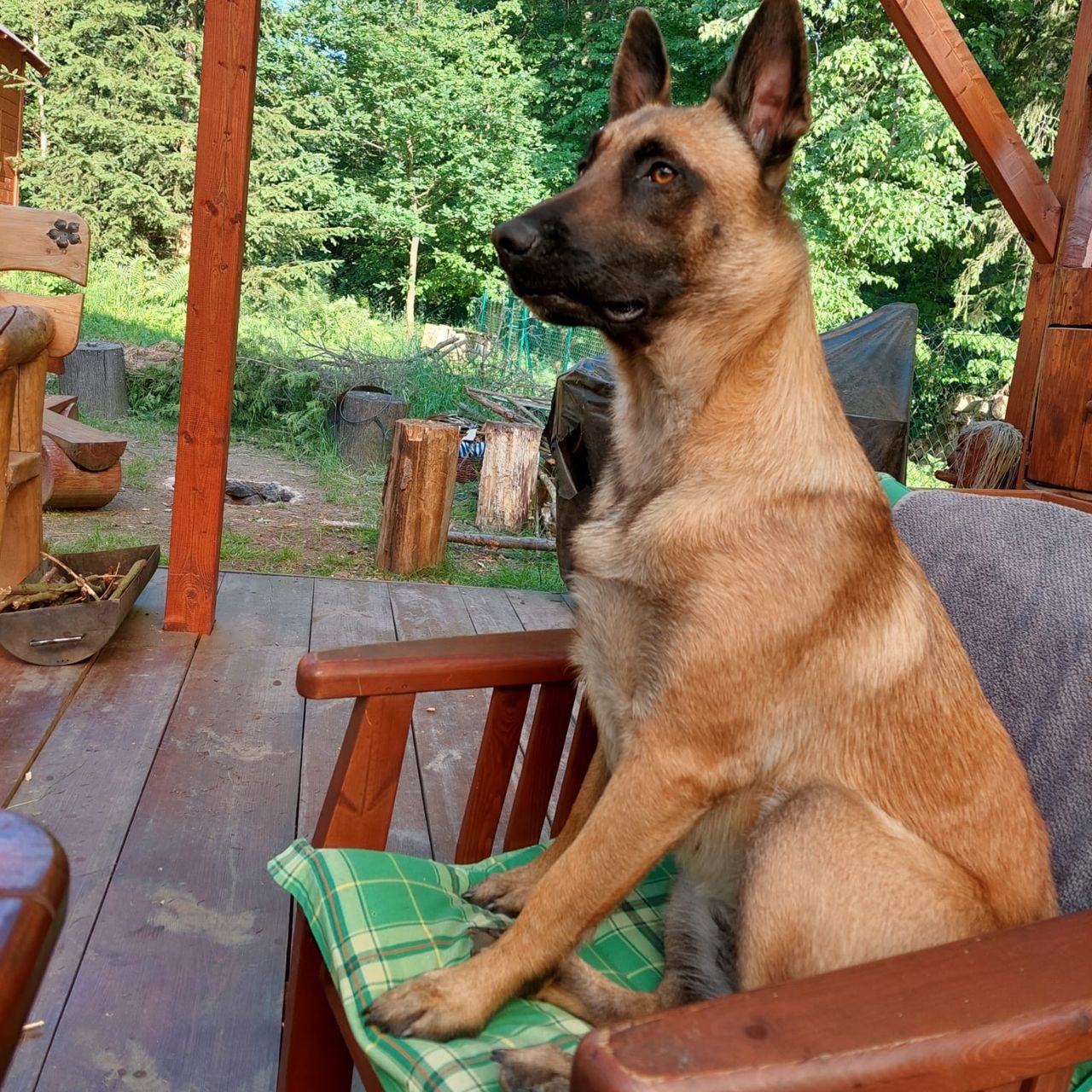 Soutěžní fotografie - Sára,  Belgický ovčák - Malinois