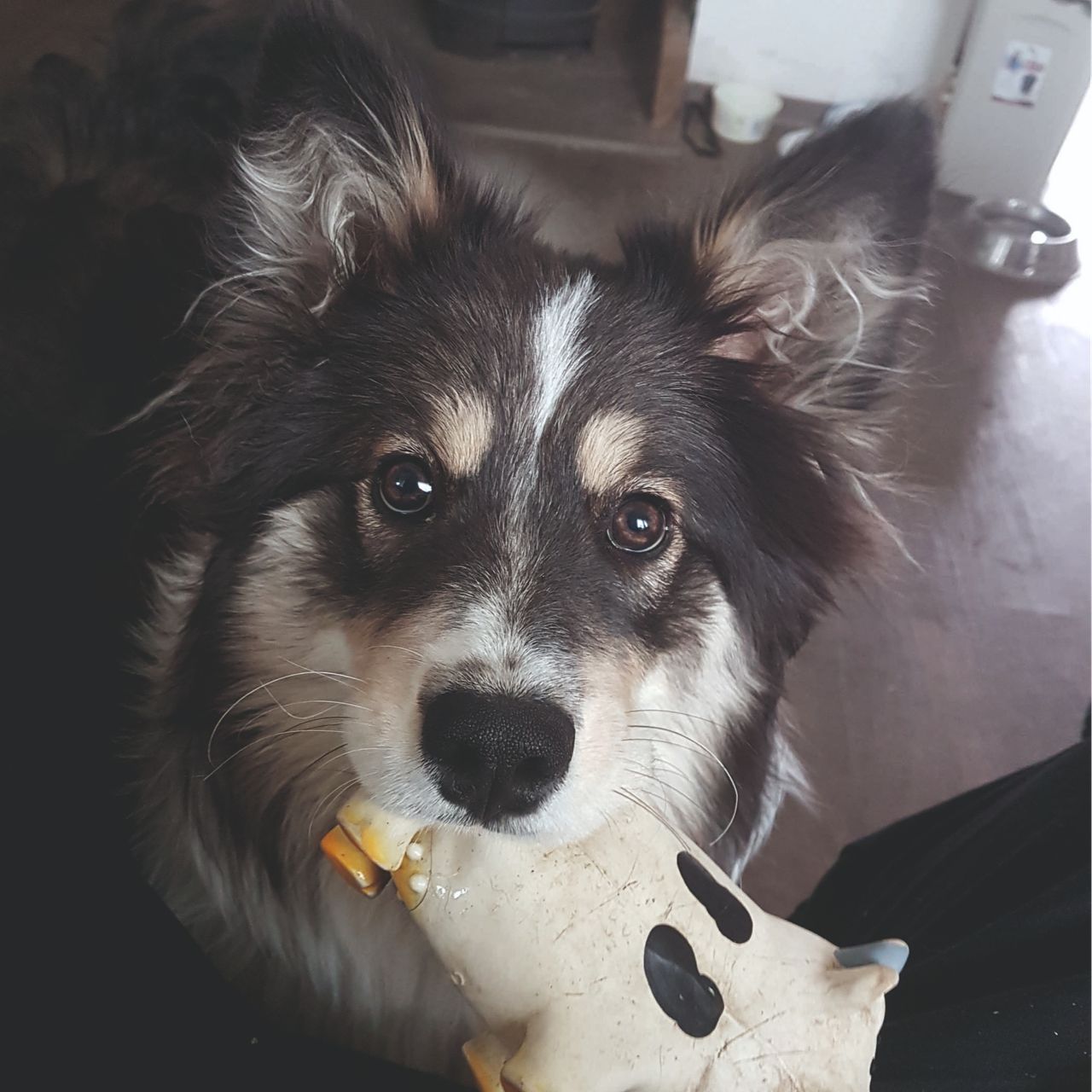 Soutěžní fotografie - Jessie,  Australský ovčák