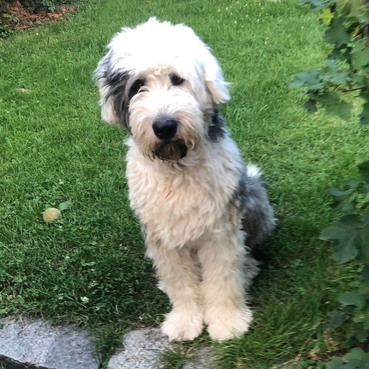 Soutěžní fotografie - Tintin,  Bobtail