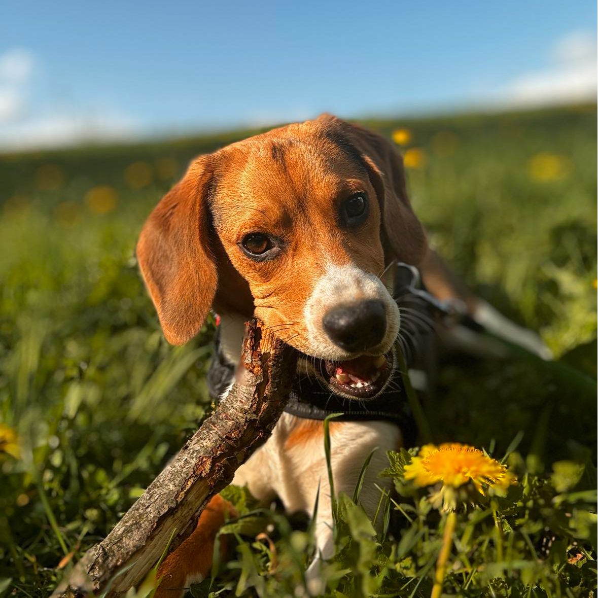 Soutěžní fotografie - Loki,  Beagle