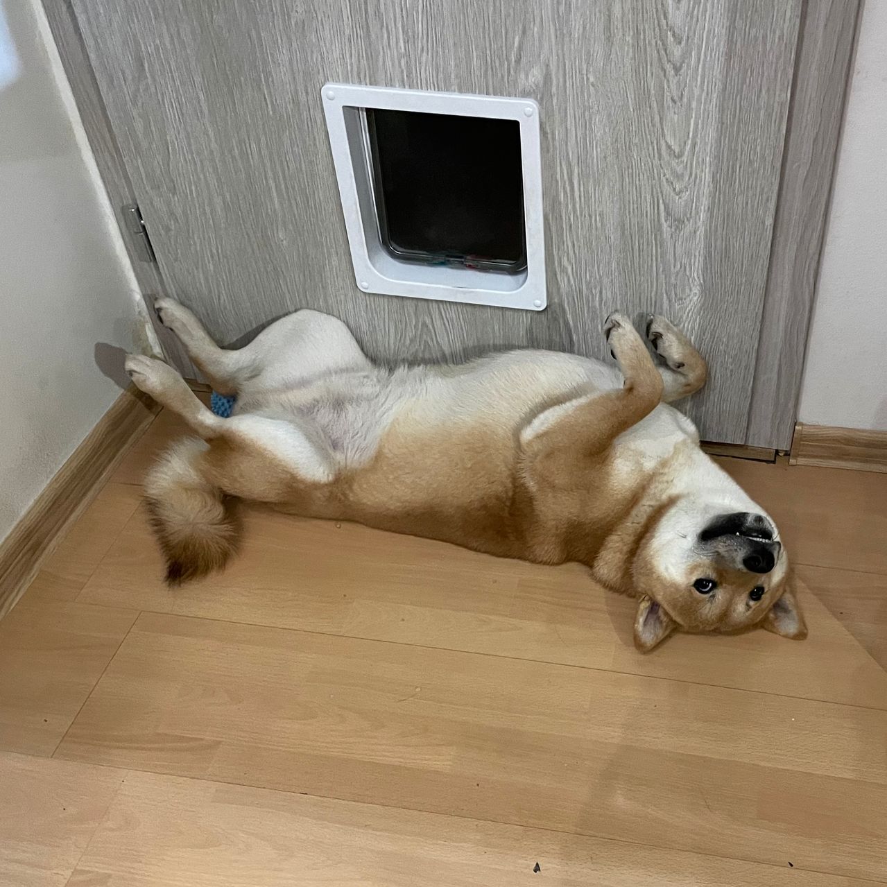 Soutěžní fotografie - Aki,  Shiba