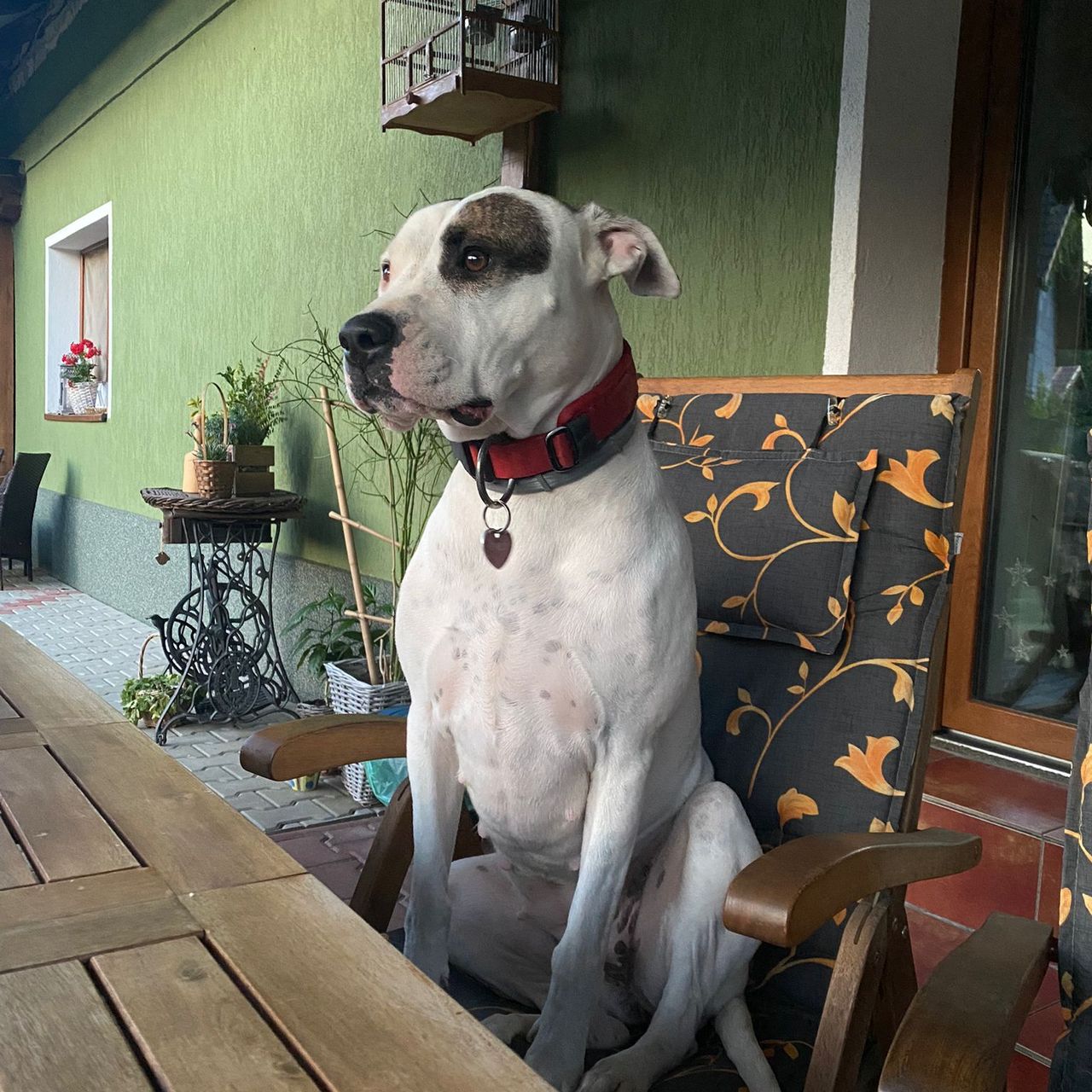 Soutěžní fotografie - Chilli,  Argentinská doga