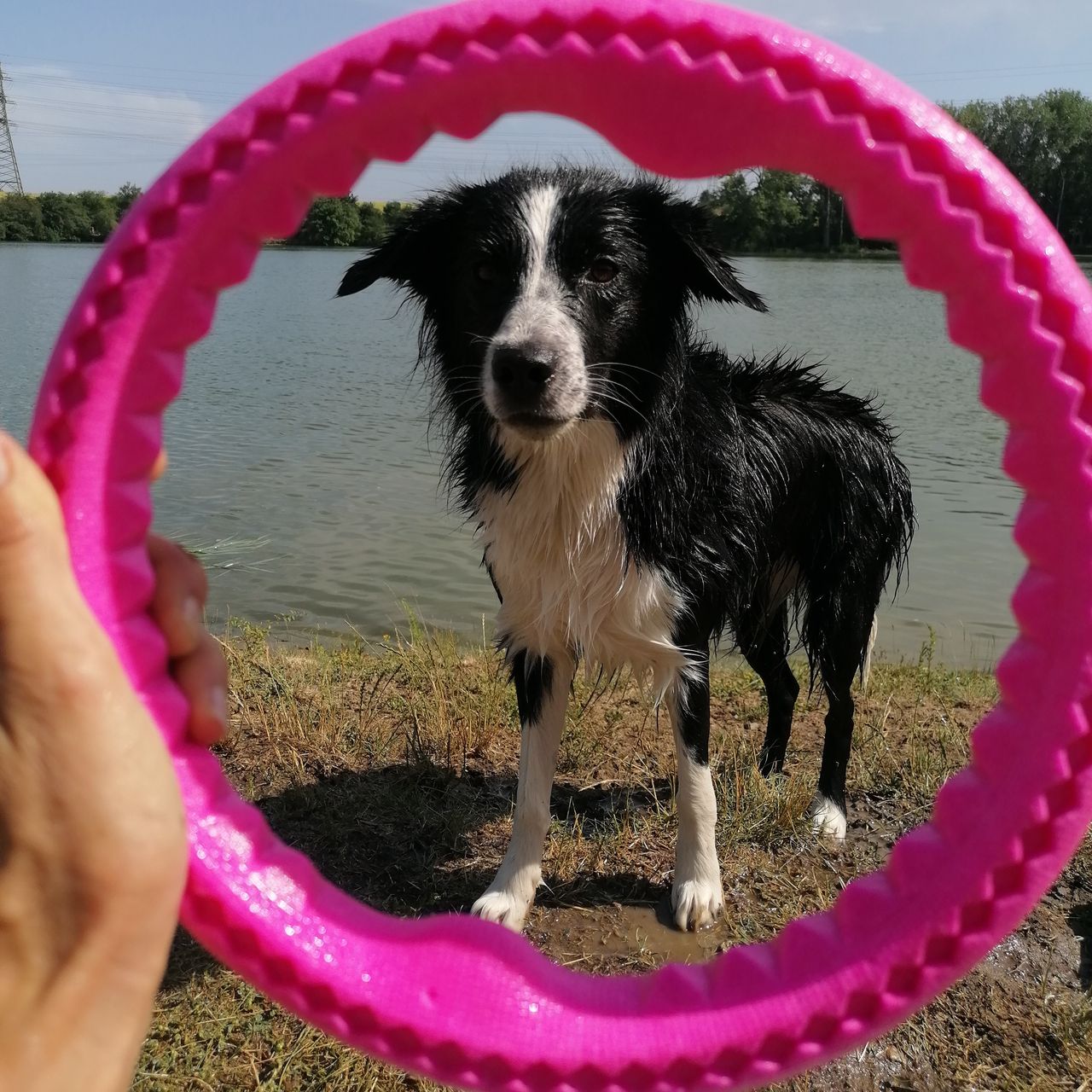Soutěžní fotografie - Marley ,  Border kolie