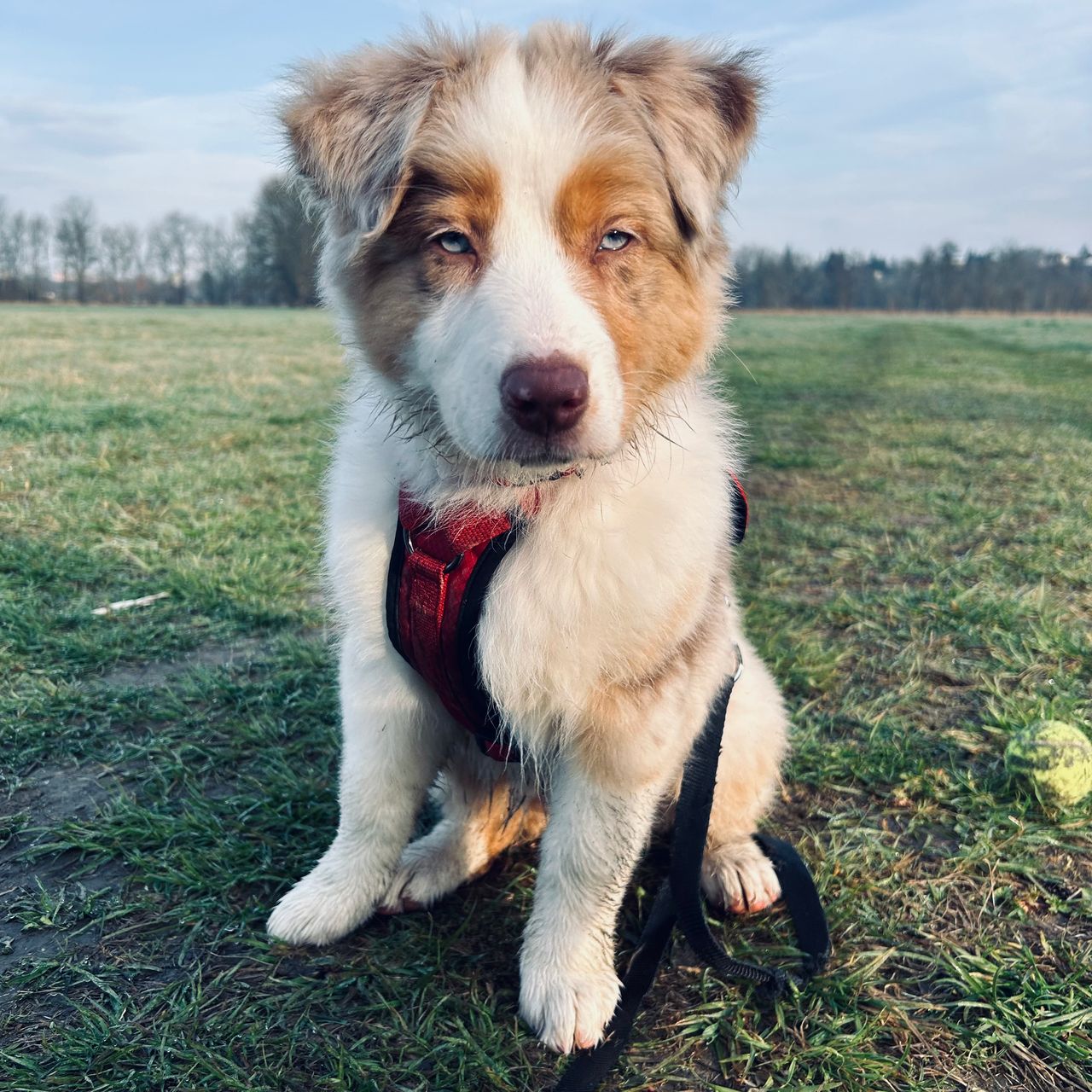Soutěžní fotografie - Molly,  Australský ovčák
