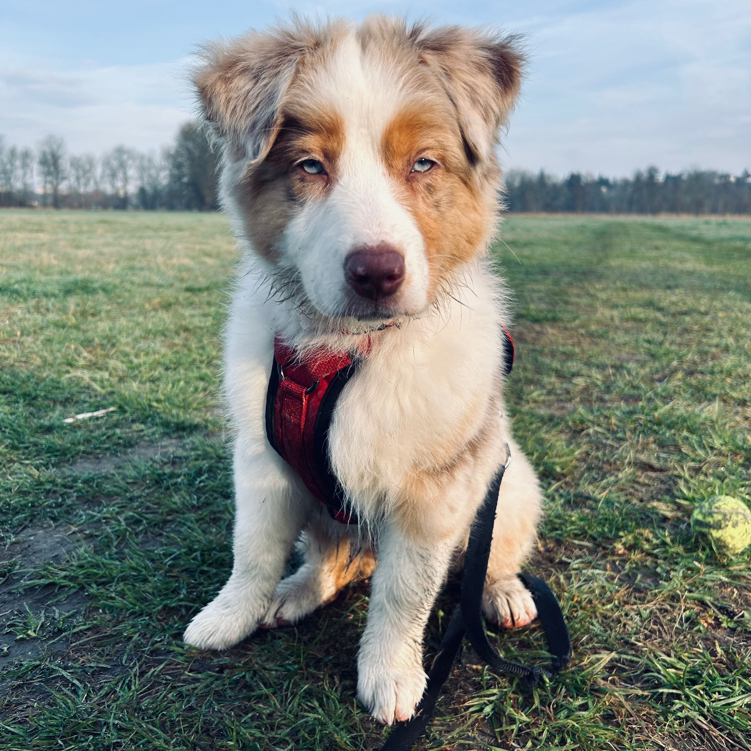 Soutěžní fotografie - Molly,  Australský ovčák