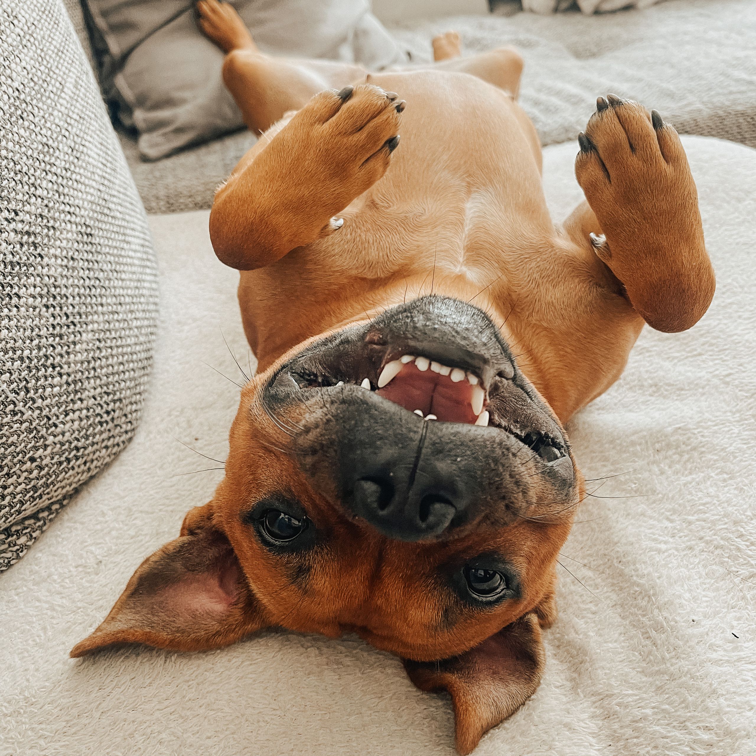 Soutěžní fotografie - Ginger,  Stafordšírský bullterier