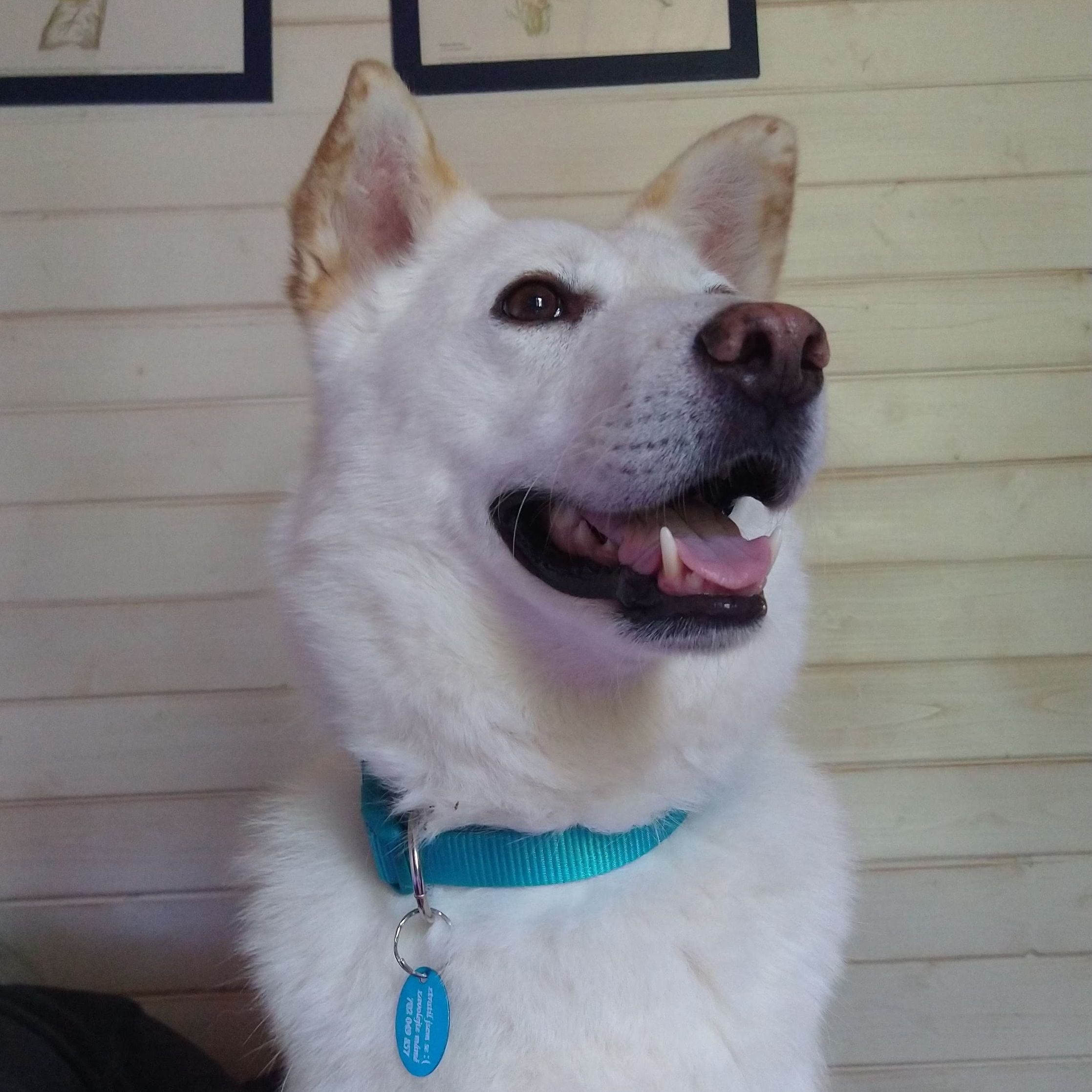 Soutěžní fotografie - Dacheong - Dačík,  Korejský Jindo Dog