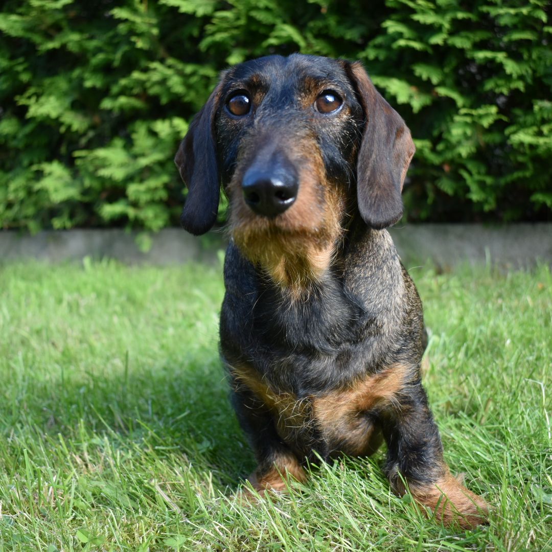 Soutěžní fotografie - Buddy,  Jezevčík
