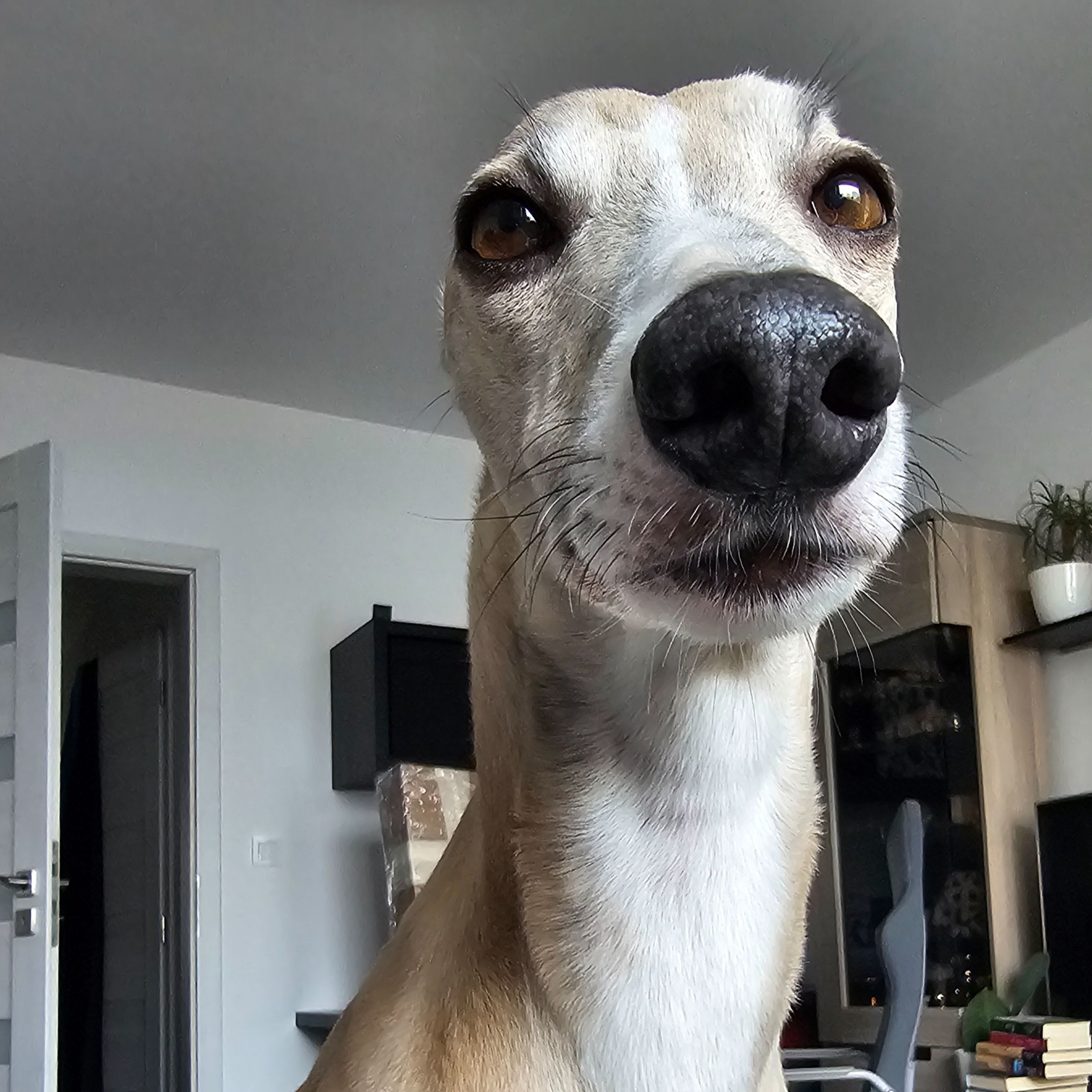 Soutěžní fotografie - Dax,  Whippet