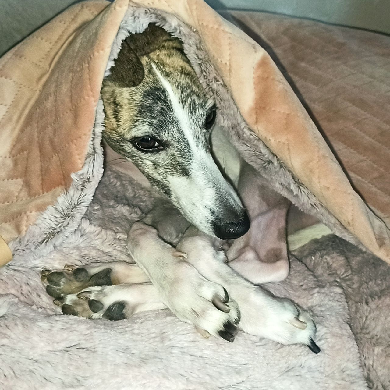 Soutěžní fotografie - Evitka,  Whippet