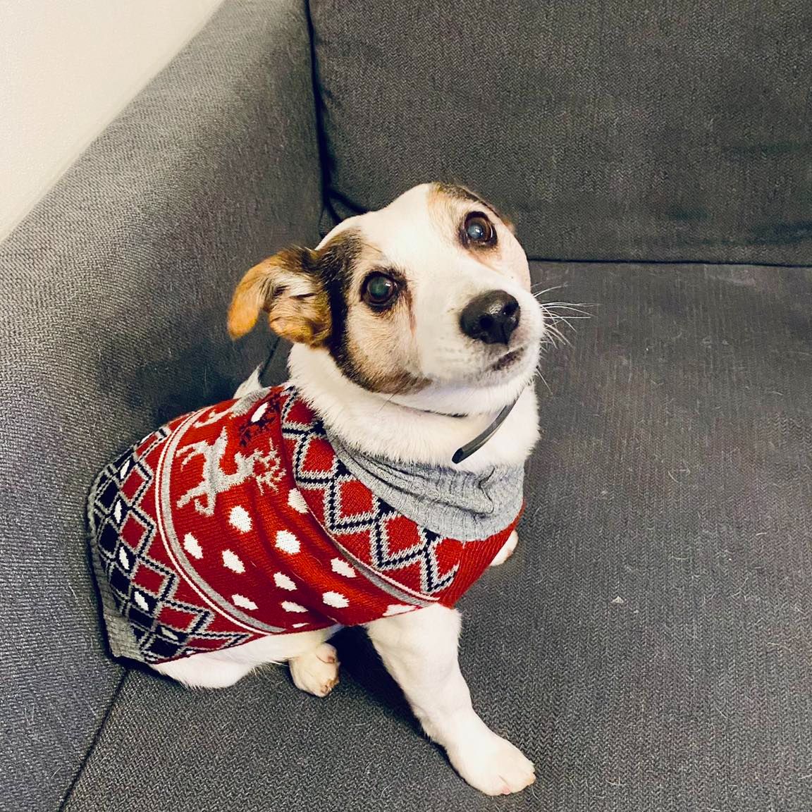Soutěžní fotografie - Pinďa,  Jack Russell Teriér
