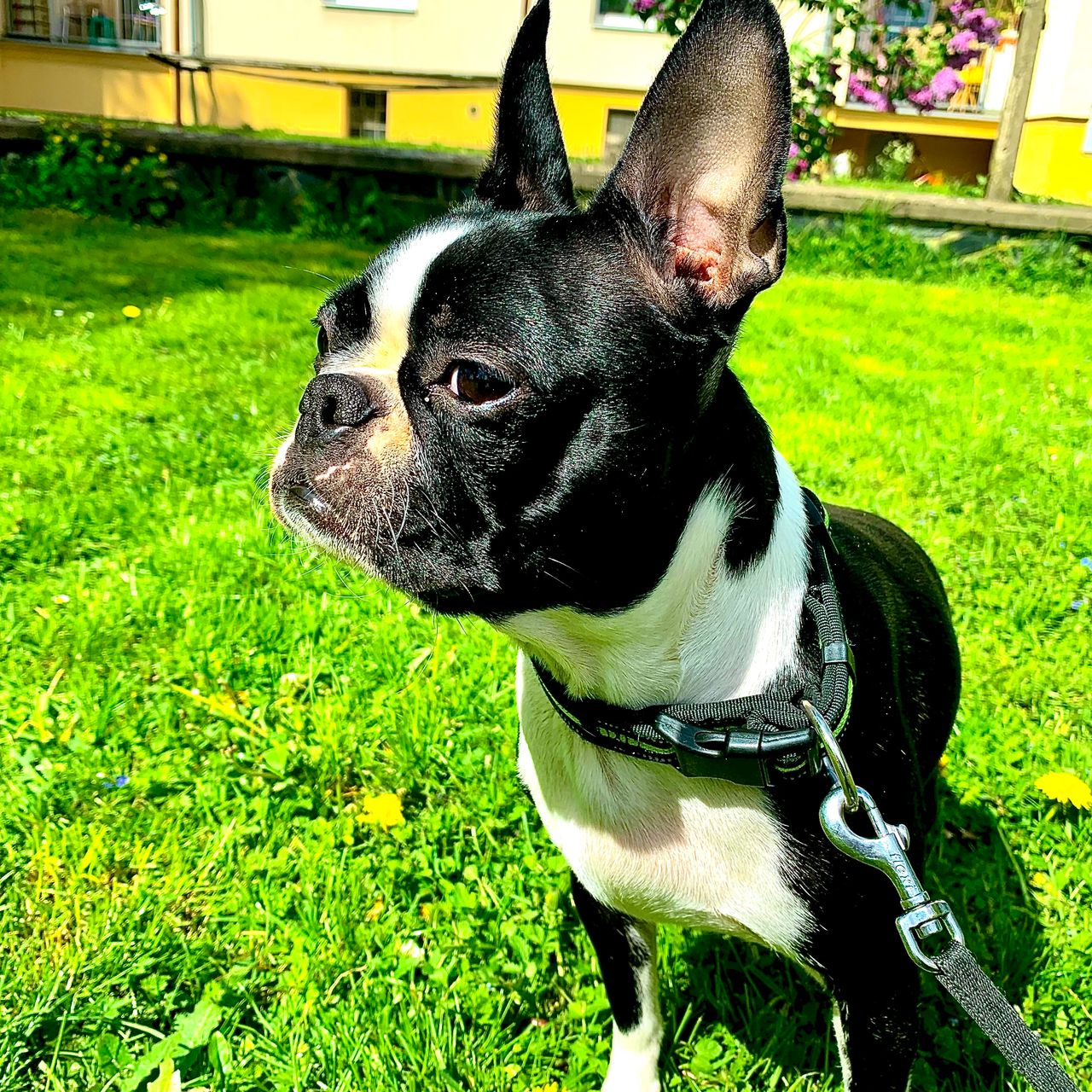 Soutěžní fotografie - Jessi,  Bostonský terier