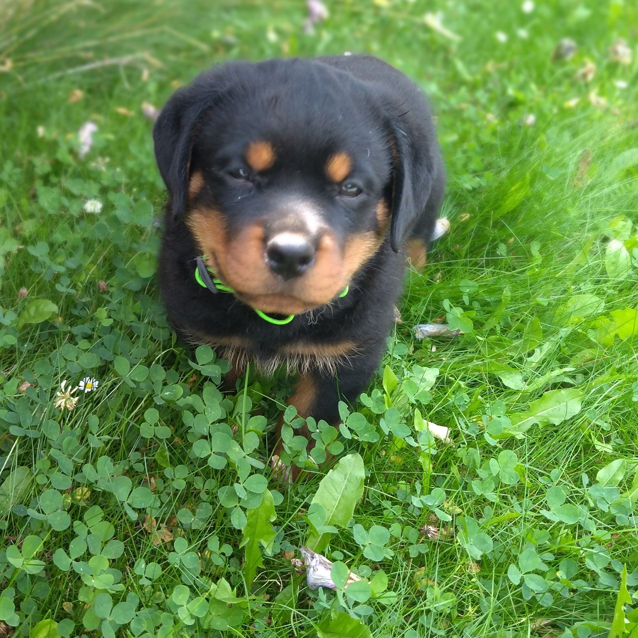 Soutěžní fotografie - Apollo,  Rotvajler