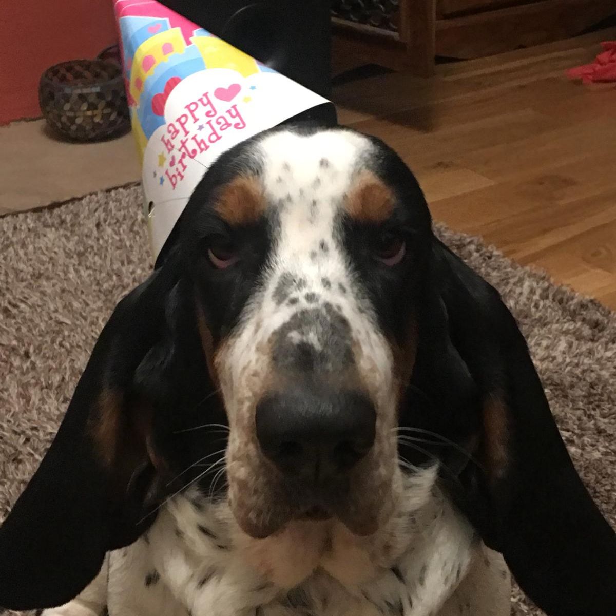 Soutěžní fotografie - Dottie,  Basset Hound