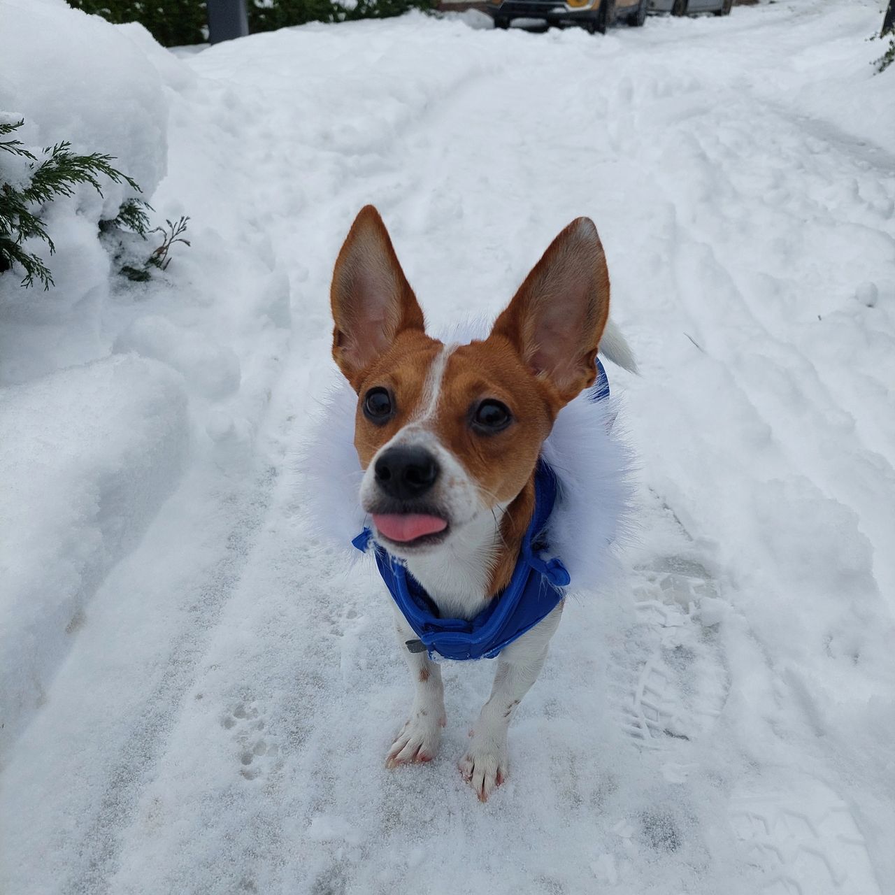 Soutěžní fotografie - Buddy,  Jack Russell Teriér