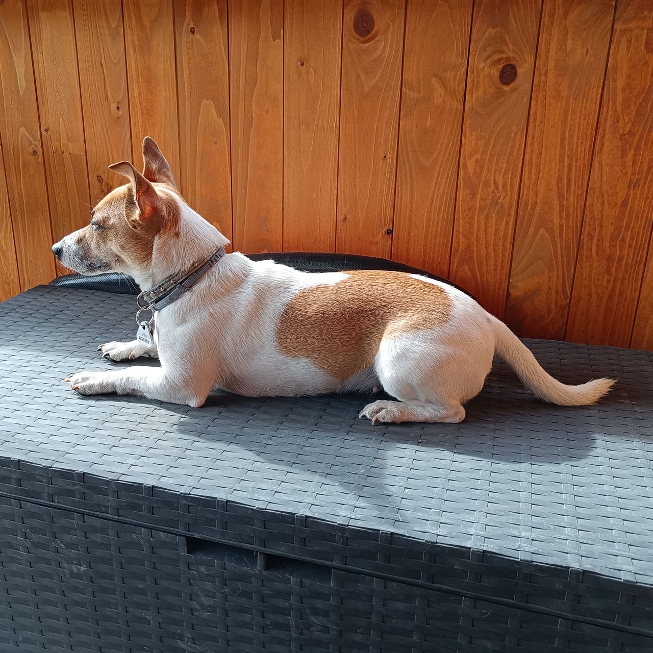 Soutěžní fotografie - Mia,  Jack Russell Teriér