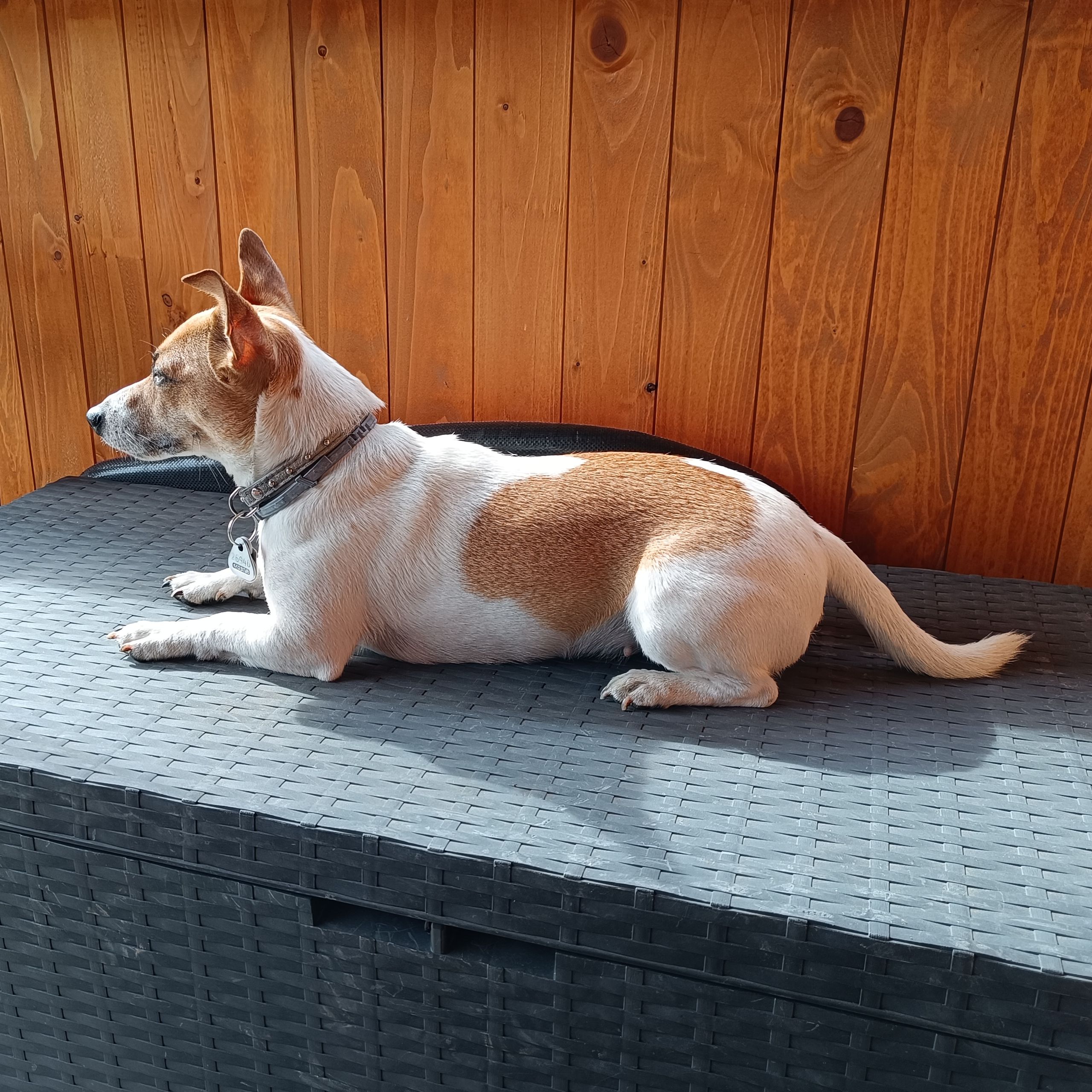 Soutěžní fotografie - Mia,  Jack Russell Teriér