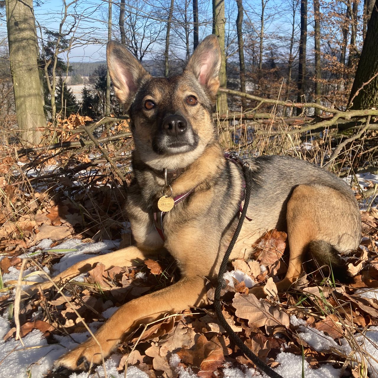 Soutěžní fotografie - Wolfie,  Ostatní