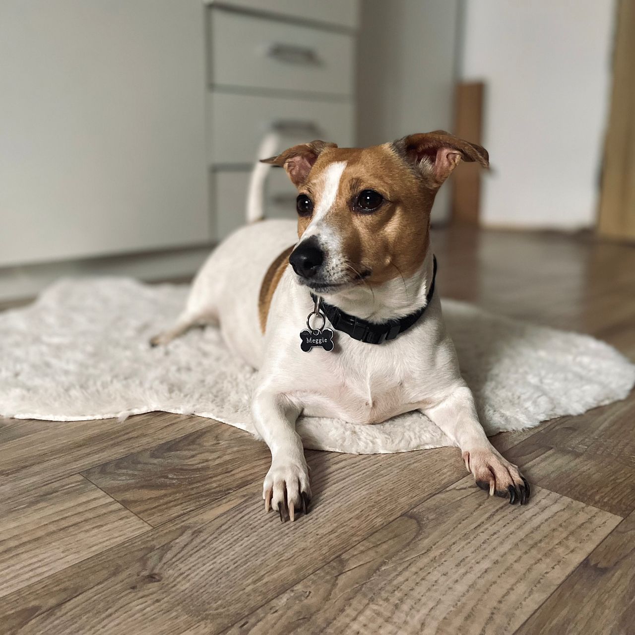 Soutěžní fotografie - Meggie,  Jack Russell Teriér