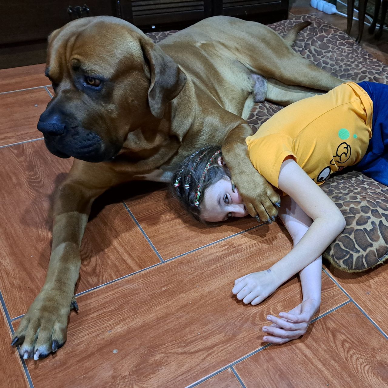 Soutěžní fotografie - Felix,  Tosa-Inu
