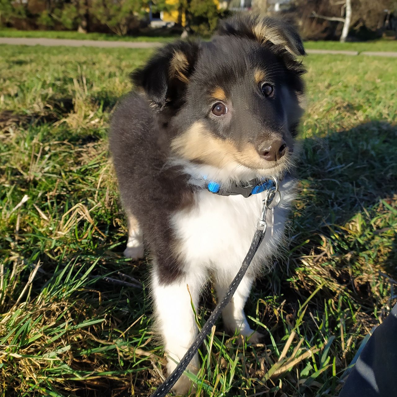 Soutěžní fotografie - Hubert,  Sheltie