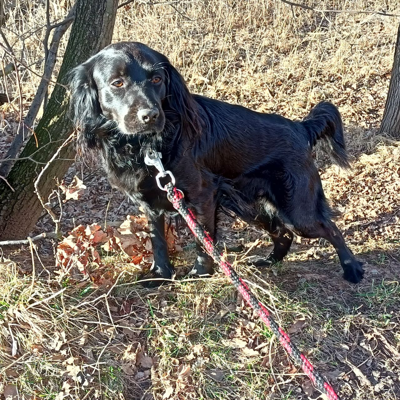 Soutěžní fotografie - Tobi ,  Ostatní