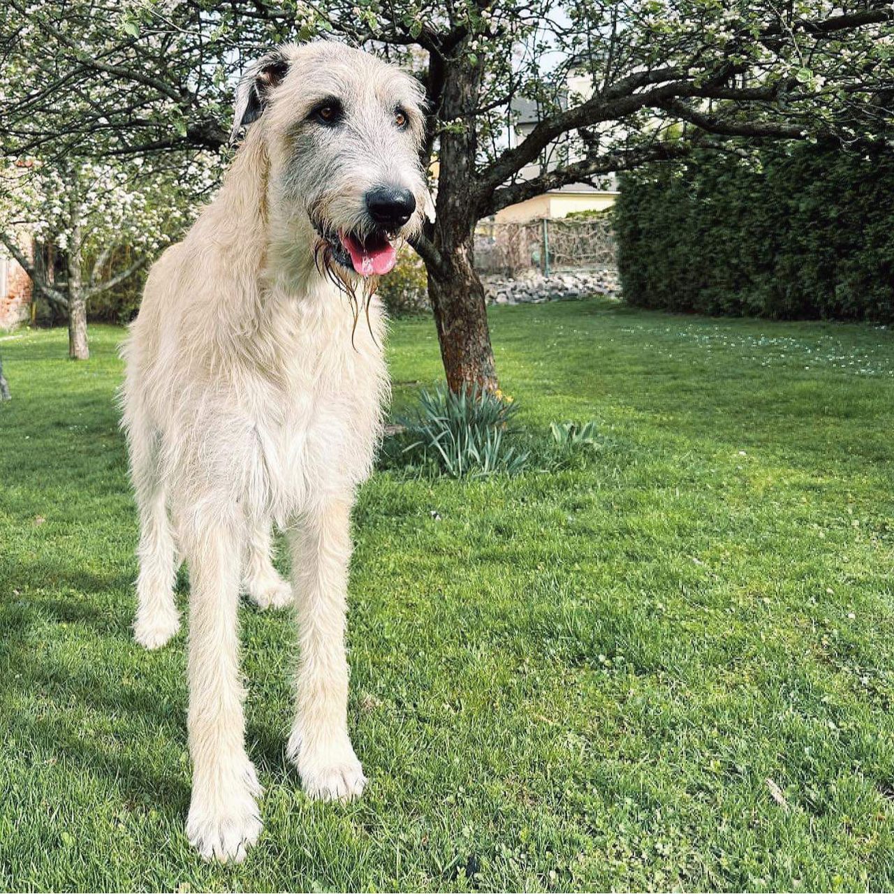 Soutěžní fotografie - Oggy,  Irský vlkodav