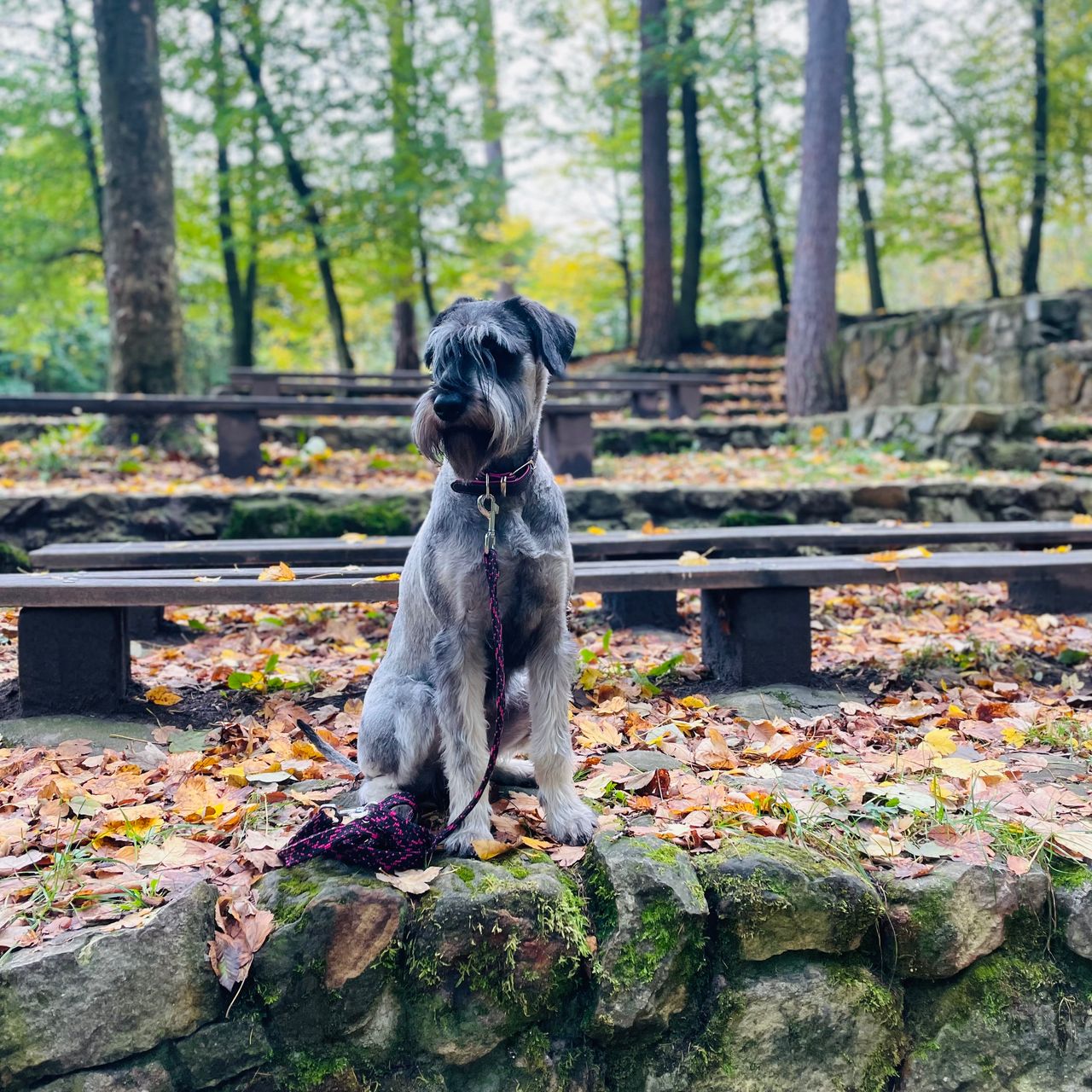 Soutěžní fotografie - Artemis,  Knírač velký