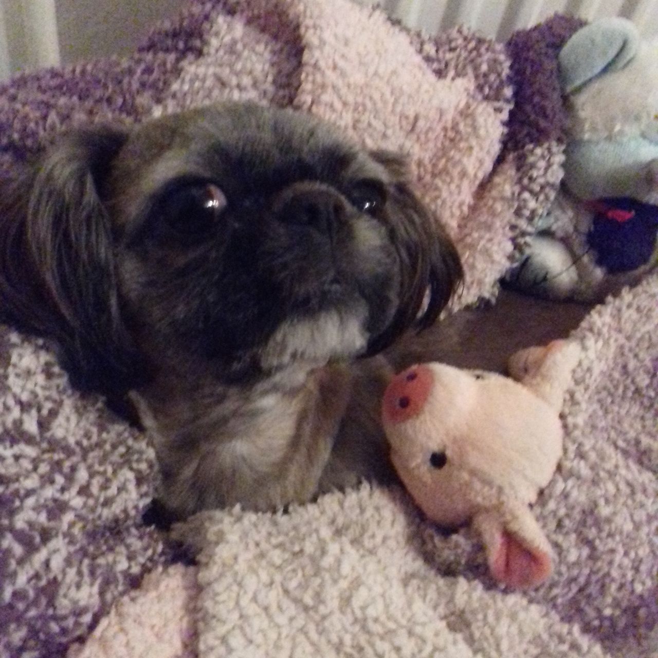 Soutěžní fotografie - Vanilka ,  Shih-tzu