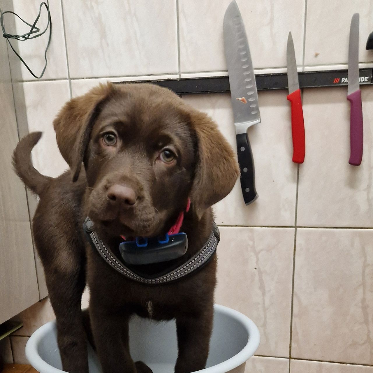 Soutěžní fotografie - Falco ,  Labradorský retriever