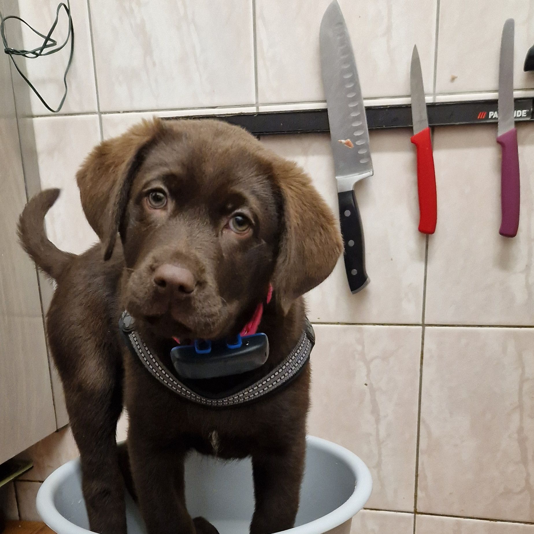 Soutěžní fotografie - Falco ,  Labradorský retriever
