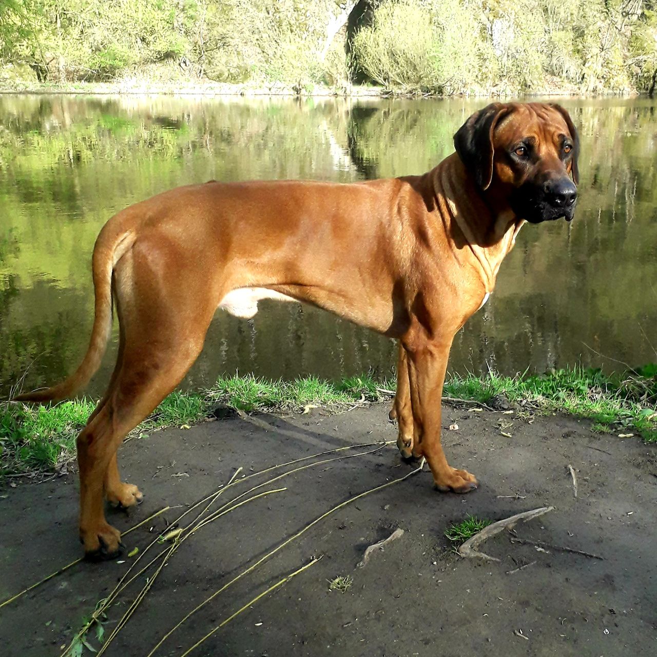 Soutěžní fotografie - Chilli ,  Rhodéský ridgeback