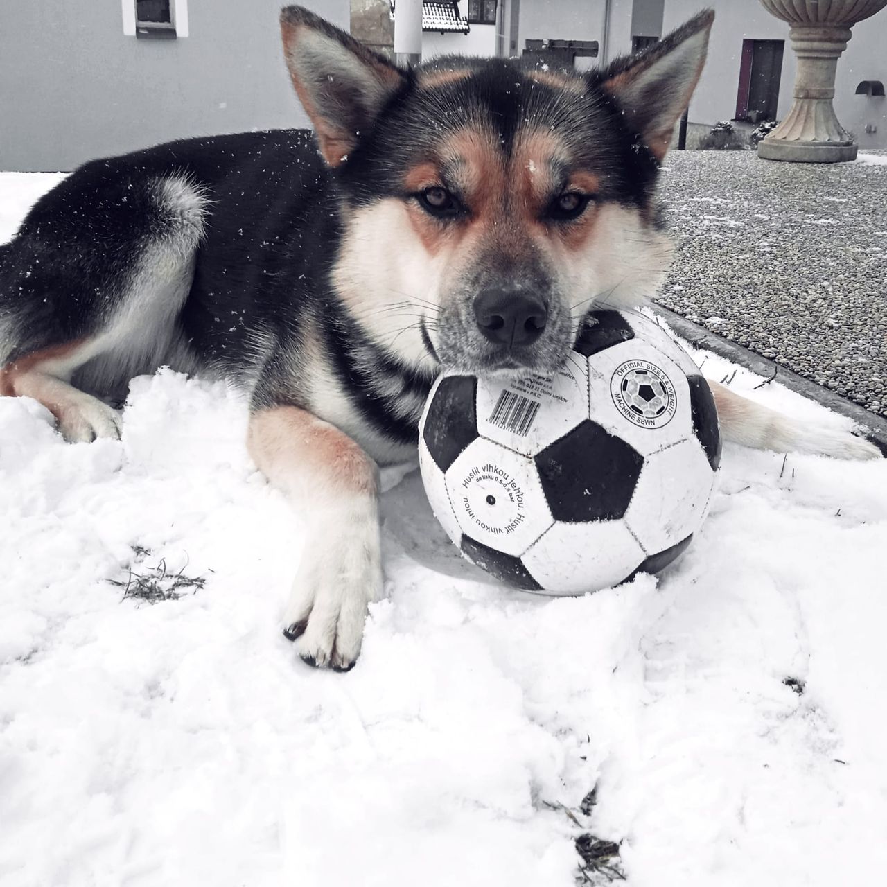Soutěžní fotografie - Aron,  Sibiřský husky