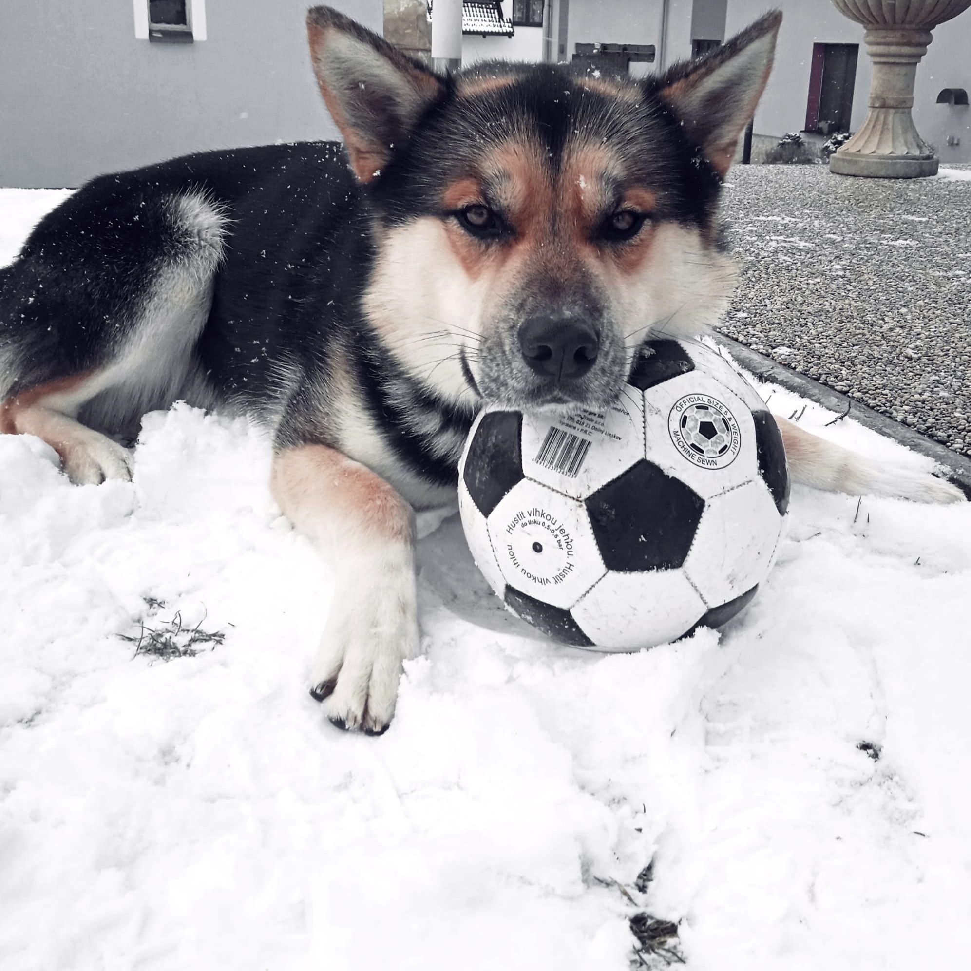 Soutěžní fotografie - Aron,  Sibiřský husky