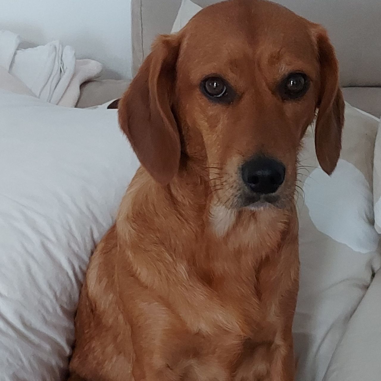 Soutěžní fotografie - Daisy,  Ostatní