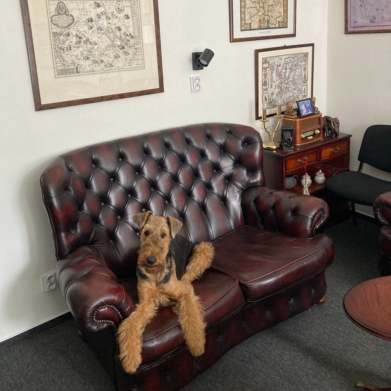 Soutěžní fotografie - Fancie,  Airedale terier