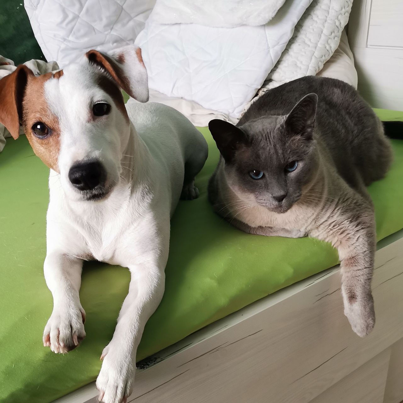 Soutěžní fotografie - Meggie,  Jack Russell Teriér