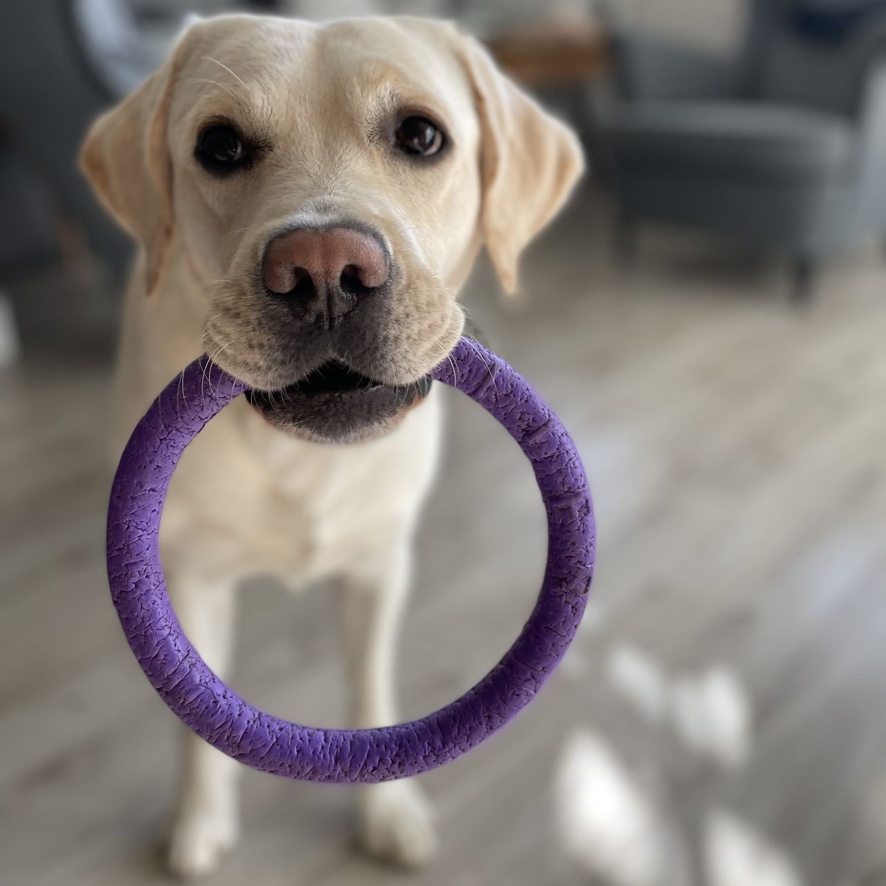 Soutěžní fotografie - Neville Casper Ricchi,  Labradorský retriever