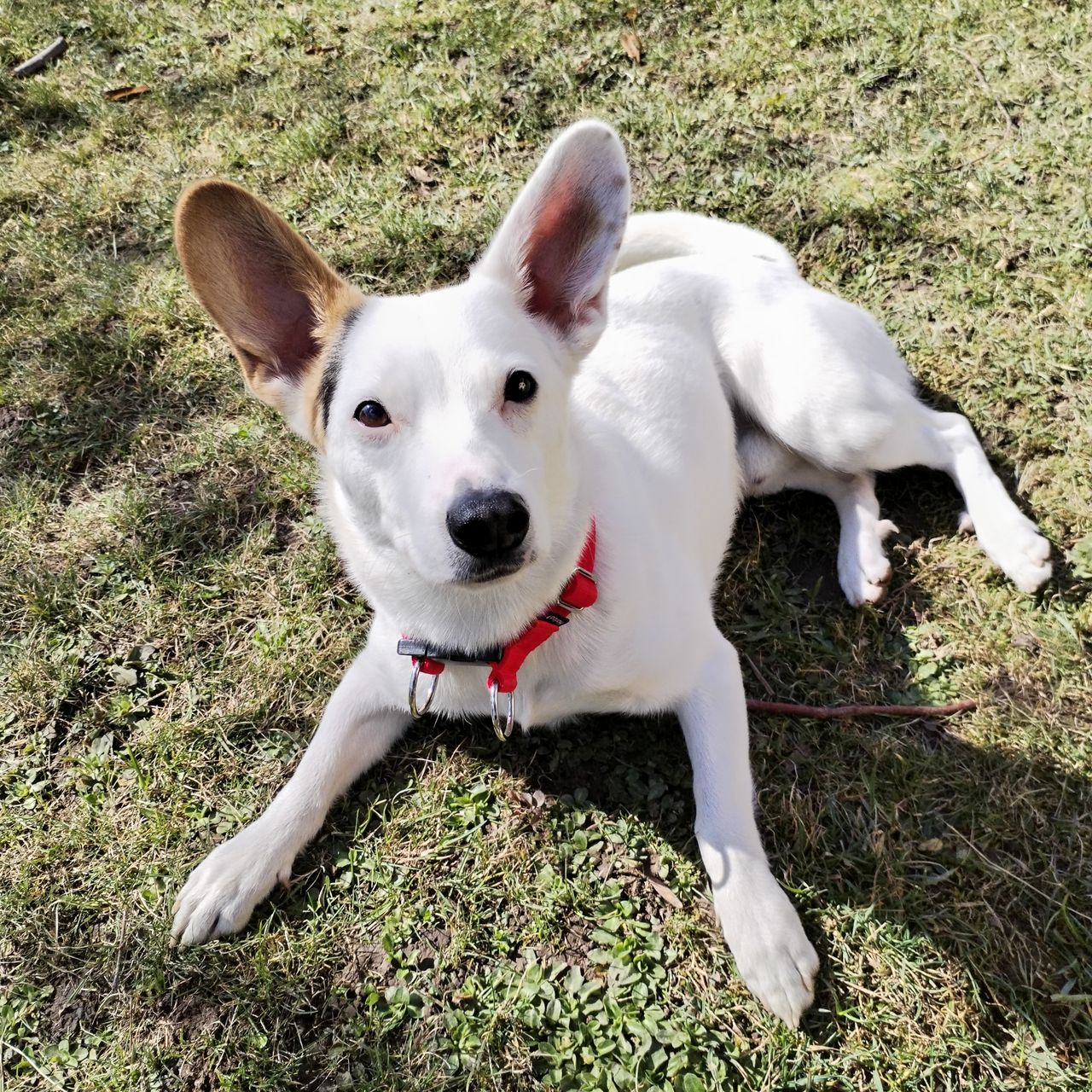 Soutěžní fotografie - Maximus Max,  Ostatní