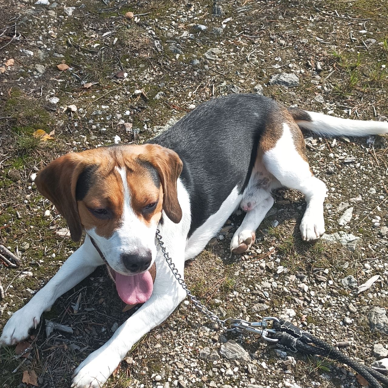 Soutěžní fotografie - Jack,  Beagle