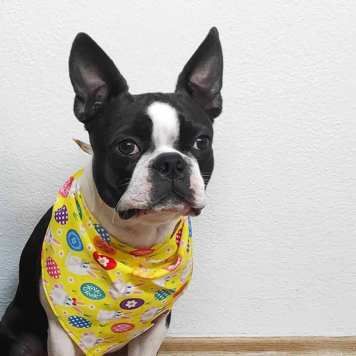 Soutěžní fotografie - Charlie ,  Bostonský terier